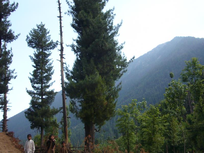 Furbolg children. Kashmiri gypsies.